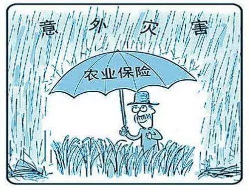 农业保险期货试点_农产品价格风险管理_期货与农业