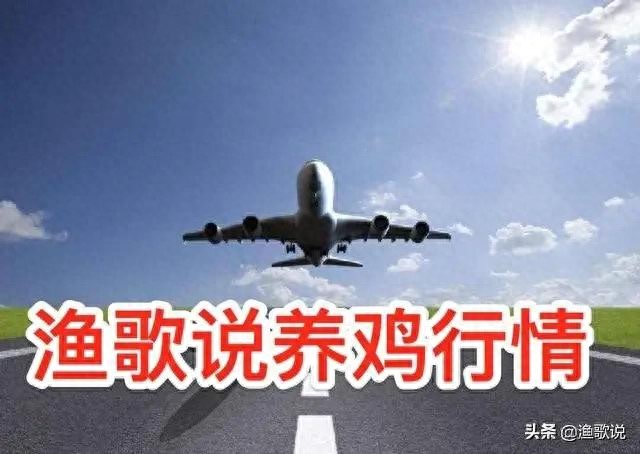 今日又毛鸡价格行情鸡病专业网_养鸡市场行情分析_毛鸡价格走势预测