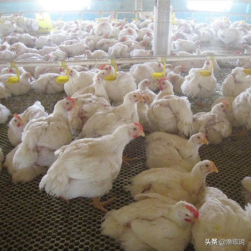 今日又毛鸡价格行情鸡病专业网_养鸡市场行情分析_毛鸡价格走势预测
