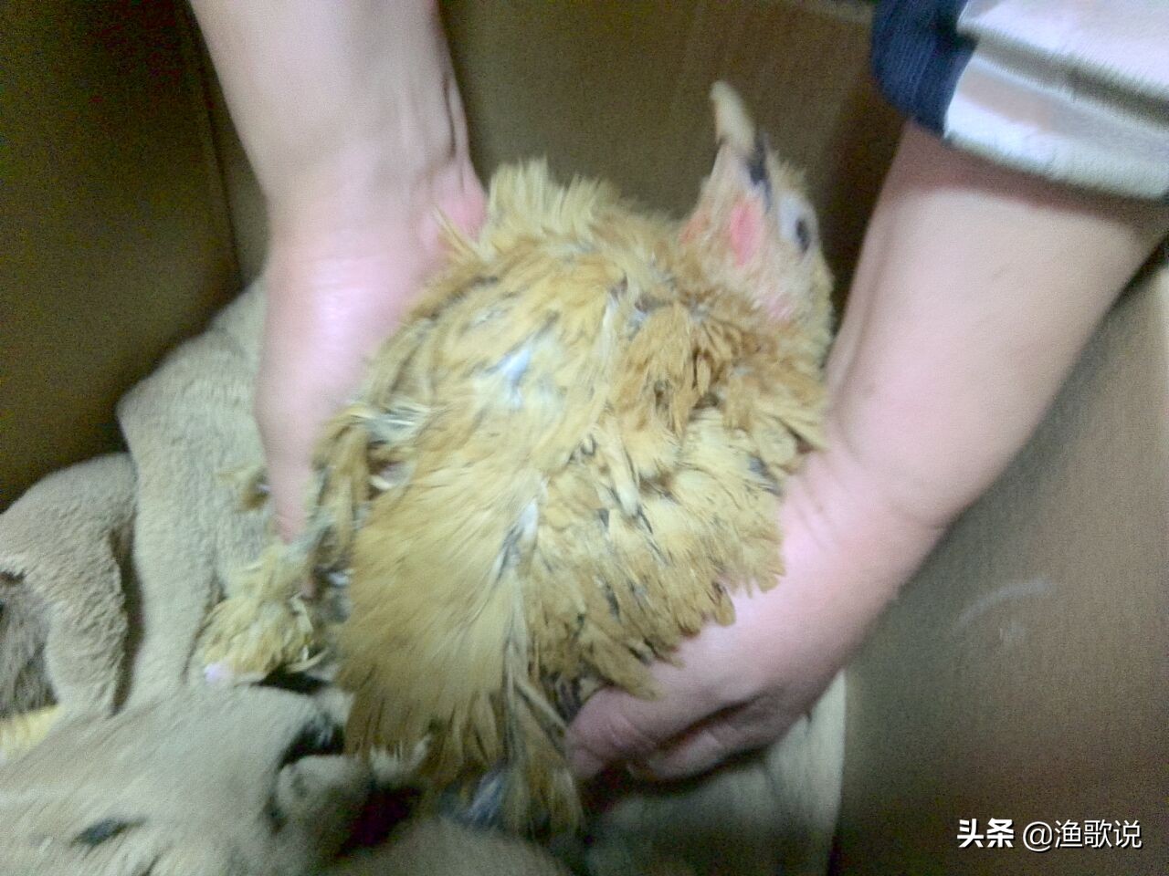 毛鸡价格走势预测_今日又毛鸡价格行情鸡病专业网_养鸡市场行情分析
